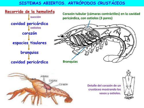 Circulación - ies "poeta claudio rodríguez"