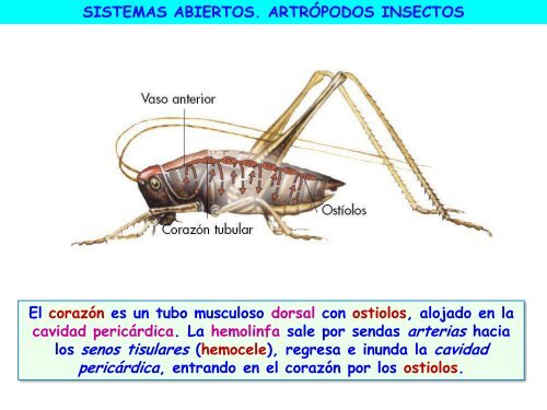 Circulación - ies "poeta claudio rodríguez"