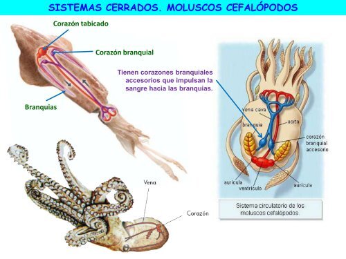 Circulación - ies "poeta claudio rodríguez"