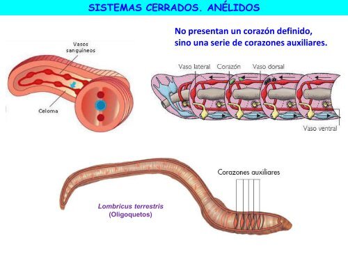 Circulación - ies "poeta claudio rodríguez"