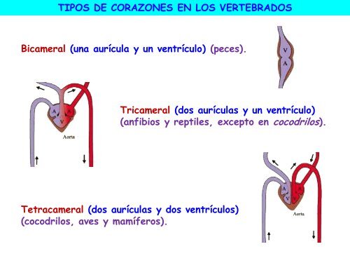 Circulación - ies "poeta claudio rodríguez"