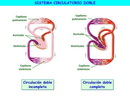 Circulación - ies "poeta claudio rodríguez"