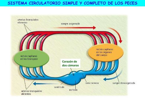 Circulación - ies "poeta claudio rodríguez"