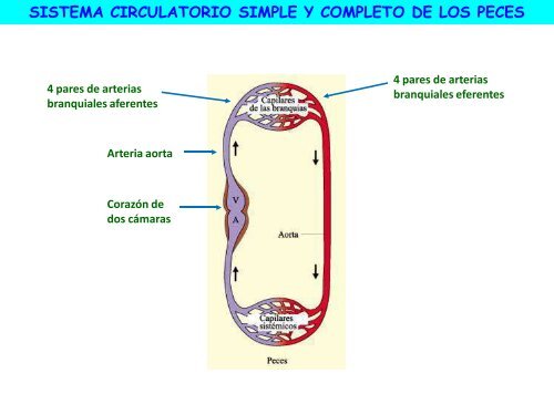 Circulación - ies "poeta claudio rodríguez"