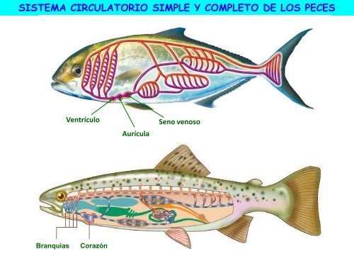 Circulación - ies "poeta claudio rodríguez"