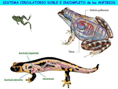 Circulación - ies "poeta claudio rodríguez"