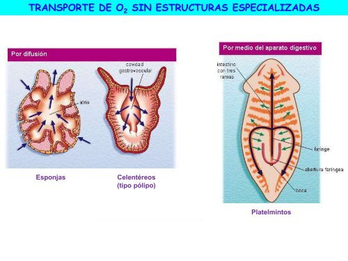 Circulación - ies "poeta claudio rodríguez"