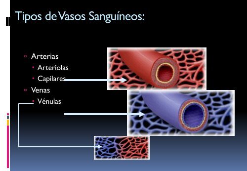 Estructuras de las arterias, venas y capilares