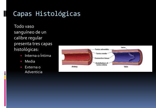 Estructuras de las arterias, venas y capilares