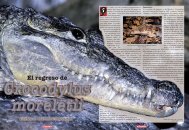 Navarro, C. J.: El regreso de Crocodylus moreletii - Reptilia