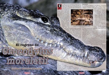 Navarro, C. J.: El regreso de Crocodylus moreletii - Reptilia