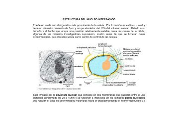 el texto explicativo