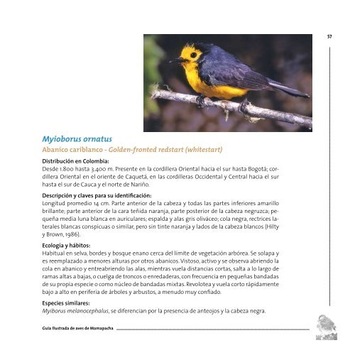 Guía ilustrada de aves de amapacha - Instituto de Investigación de ...