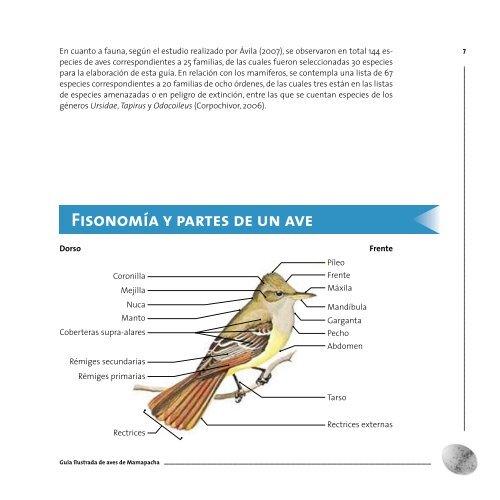 Guía ilustrada de aves de amapacha - Instituto de Investigación de ...