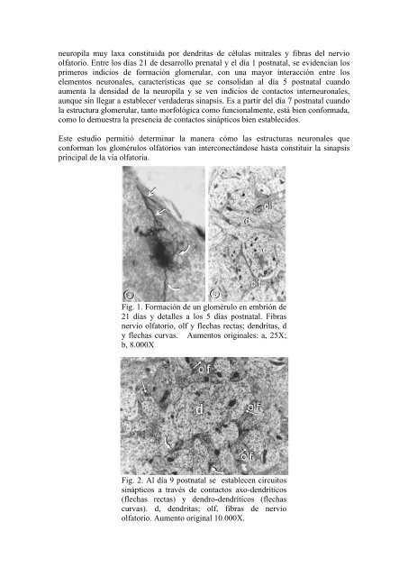 Histoformación In Situ De Glomérulos Olfatorios ... - Acta Microscopica