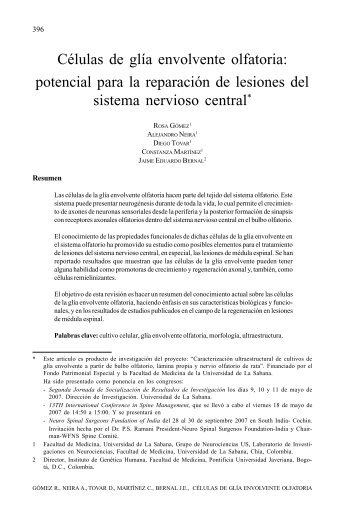 Células en Glia envolvente olfatoria: potencial para la reparación de ...