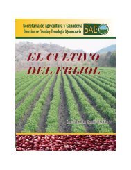 El Cultivo del Frijol - IICA