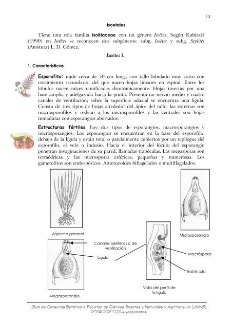 Clase Lycopodiatae