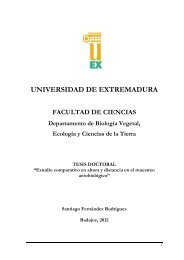 FORMATO TESIS - Dehesa - Universidad de Extremadura