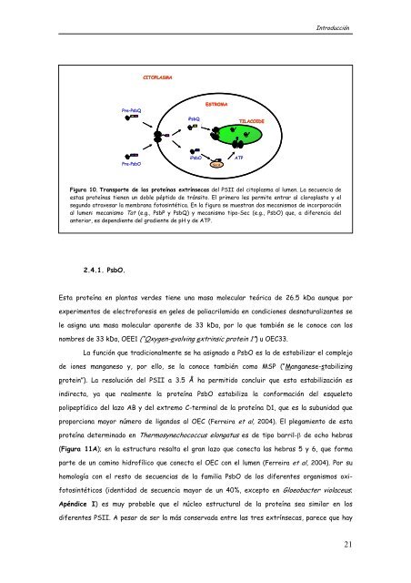 ANÁLISIS ESTRUCTURAL DE LA PROTEÍNA EXTRÍNSECA PsbQ ...