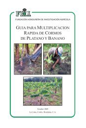 guia para multiplicacion rapida de cormos de platano y banano - FHIA