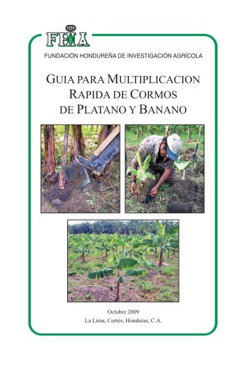 guia para multiplicacion rapida de cormos de platano y banano - FHIA