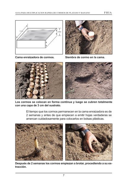 guia para multiplicacion rapida de cormos de platano y banano - FHIA