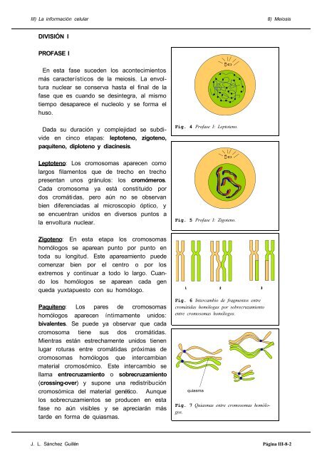 8) LA MEIOSIS LA MEIOSIS: CONCEPTO La meiosis es ... - IES Pando