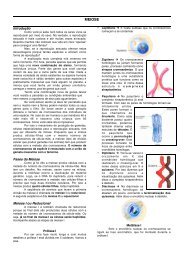 MEIOSE - Prof. Dorival