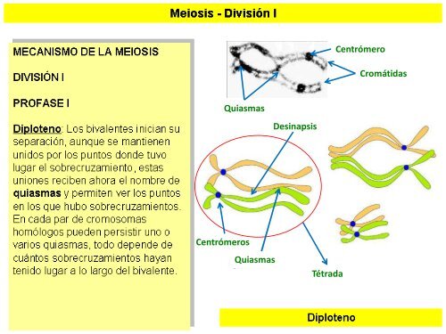 Meiosis - ies "poeta claudio rodríguez"