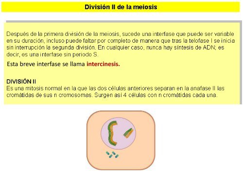 Meiosis - ies "poeta claudio rodríguez"