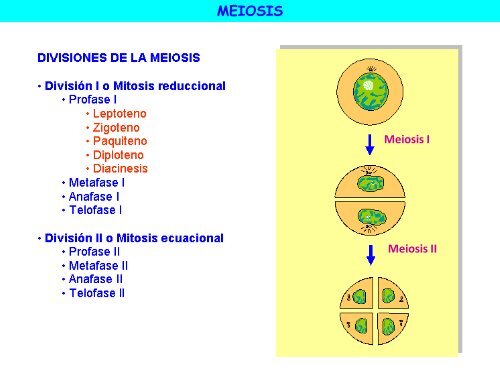 Meiosis - ies "poeta claudio rodríguez"