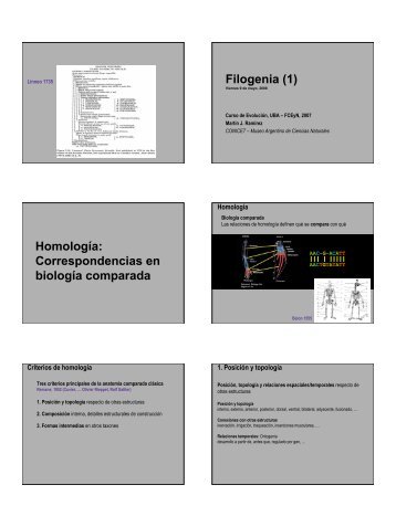 Filogenia (1) Homología: Correspondencias en biología comparada