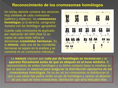 Meiosis 2011.pdf