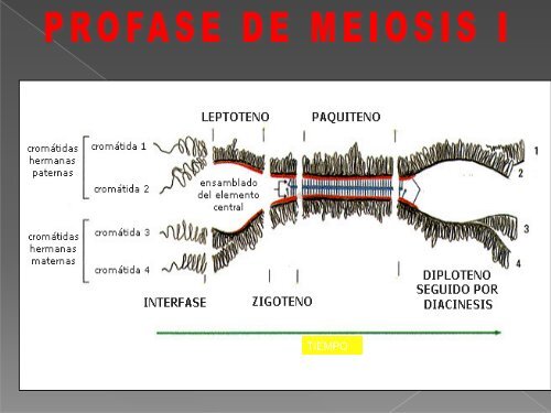 Meiosis 2011.pdf