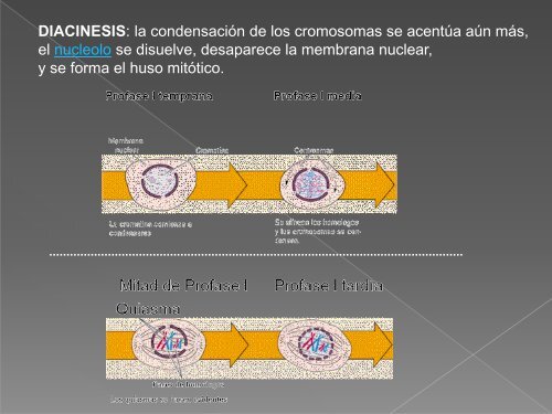 Meiosis 2011.pdf