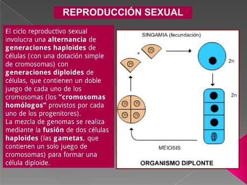 Meiosis 2011.pdf