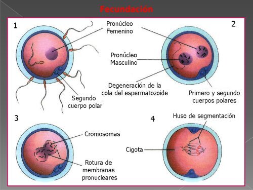 Meiosis 2011.pdf