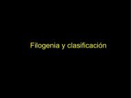 Filogenia y clasificación