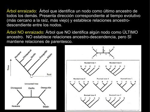 Filogenia y clasificación