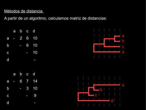 Filogenia y clasificación