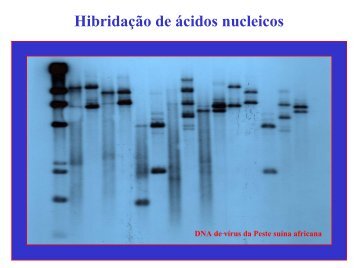 Hibridação de ácidos nucleicos