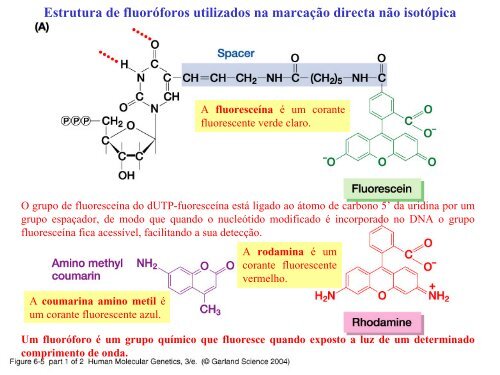 Hibridação de ácidos nucleicos