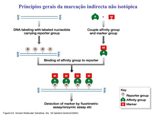 Hibridação de ácidos nucleicos