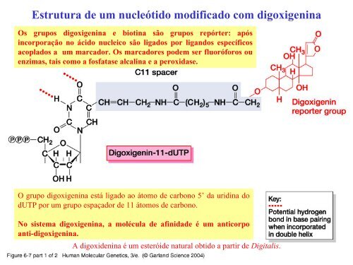 Hibridação de ácidos nucleicos