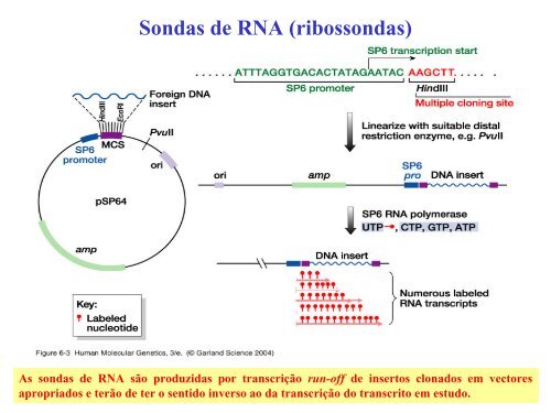 Hibridação de ácidos nucleicos