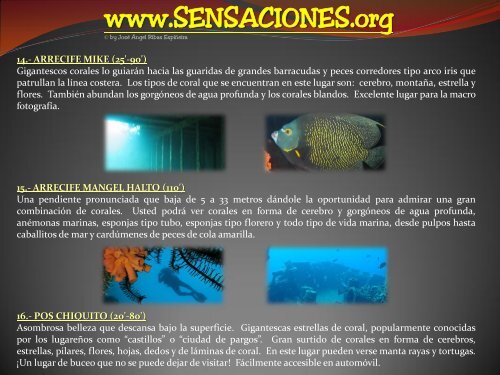 Pulpo de Anillos AZULES - SENSACIONES.org
