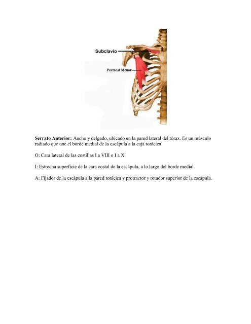 EL CORE Anatomía de los músculos de la pared ... - sobre Pilates
