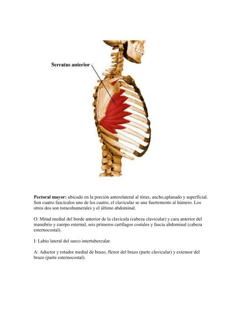 EL CORE Anatomía de los músculos de la pared ... - sobre Pilates