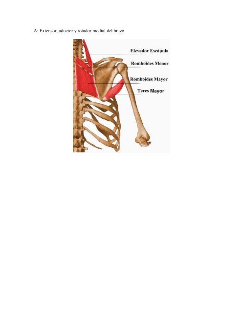 EL CORE Anatomía de los músculos de la pared ... - sobre Pilates